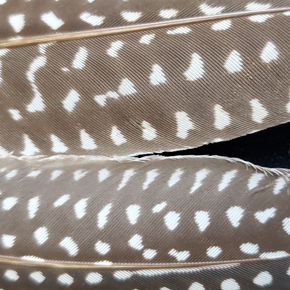 Medium Size Feather 🪶 Earrings. - Picture 5 of 7